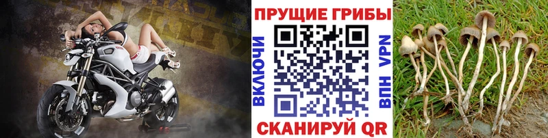 Псилоцибиновые грибы Psilocybe Окуловка
